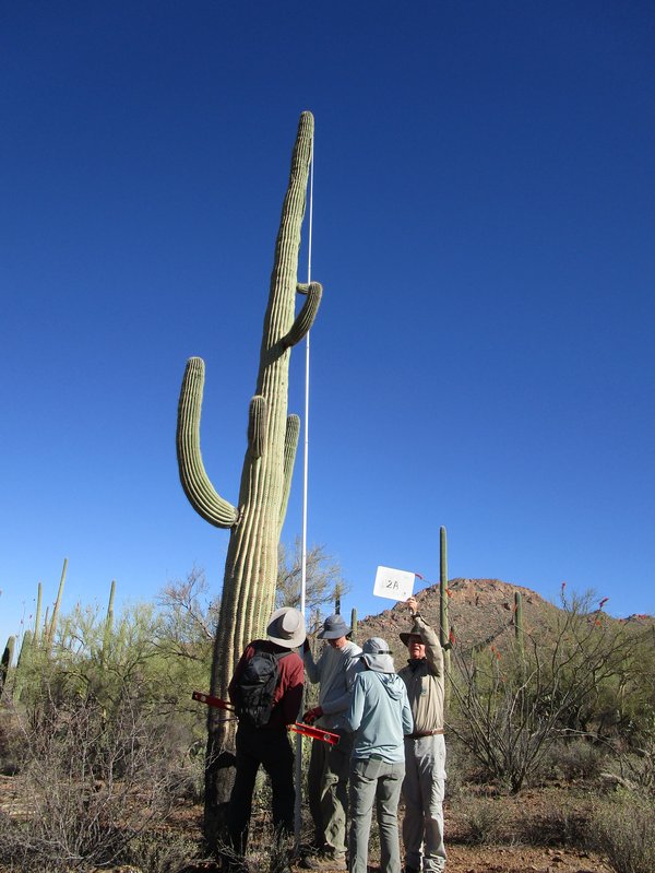 Field photo of a saguaro being measured by a crew