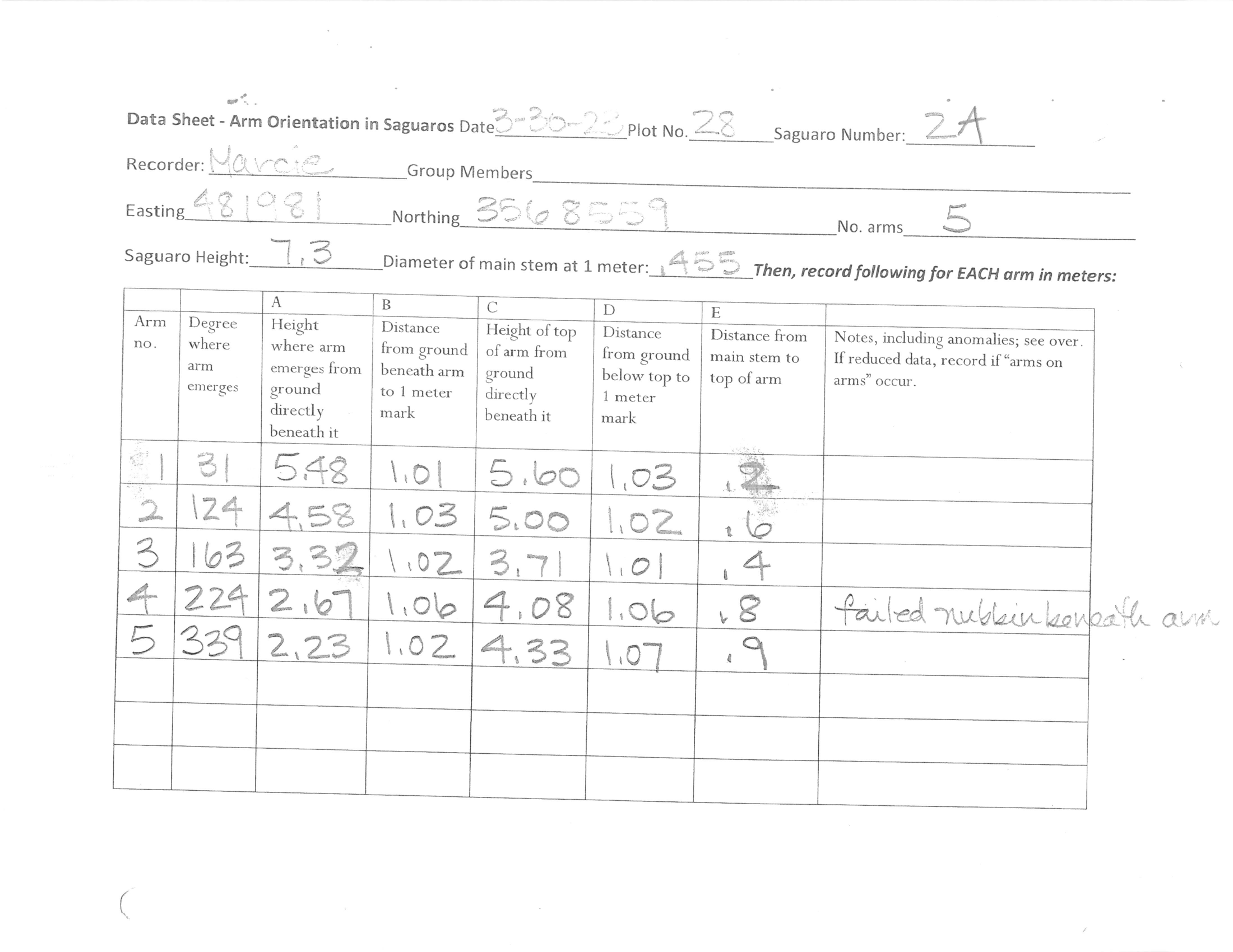 A handwritten saguaro arm-measurement field sheet