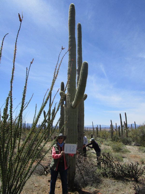 Field photo of a saguaro from one cardinal direction
