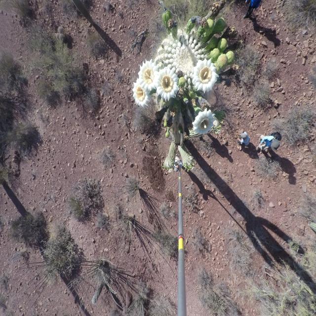 Aerial photo of a saguaro cactus crown